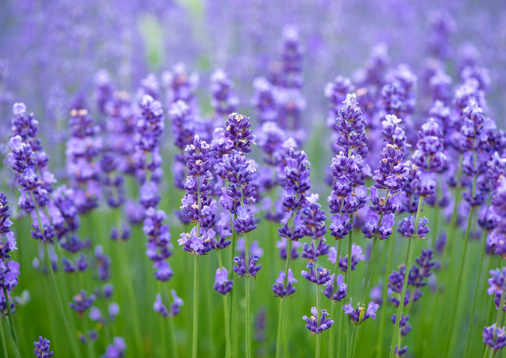The Wellness Benefits of Visiting a Lavender Field