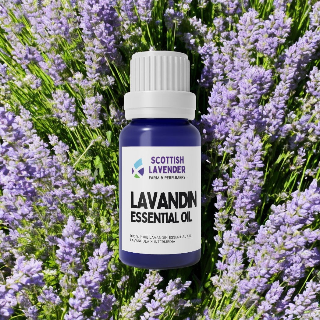 Lavandin Essential Oil - 10ml