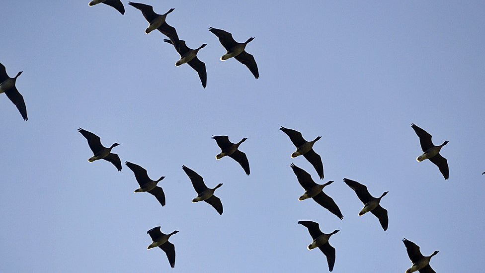Welcoming Pink-footed Geese to the Farm