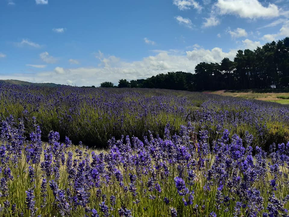 A Night of Serenity at our Lavender Farm | Motorhome Parking in Kinross