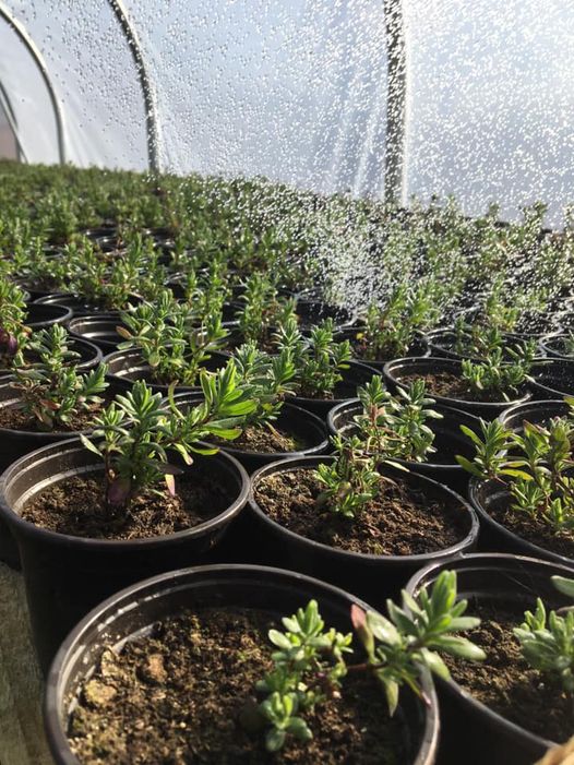 Young Lavender Plants