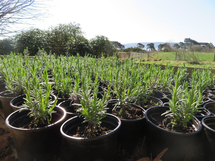 Young Lavender Folgates are ready to be planted.