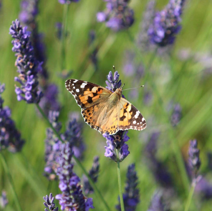 Butterflies Influx - Throwback to Summer 2019