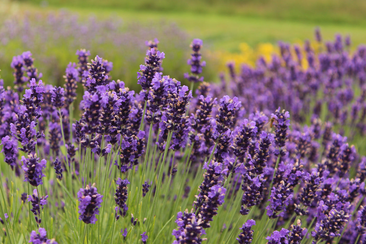 Lavender Essential Oil: An Ancient Remedy for Modern Ailments ...