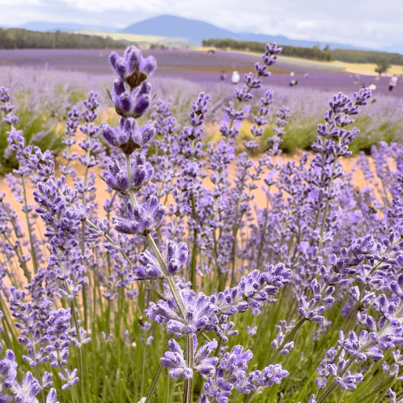 The Antimicrobial Properties of Lavender Essential Oil: A Scientific Overview