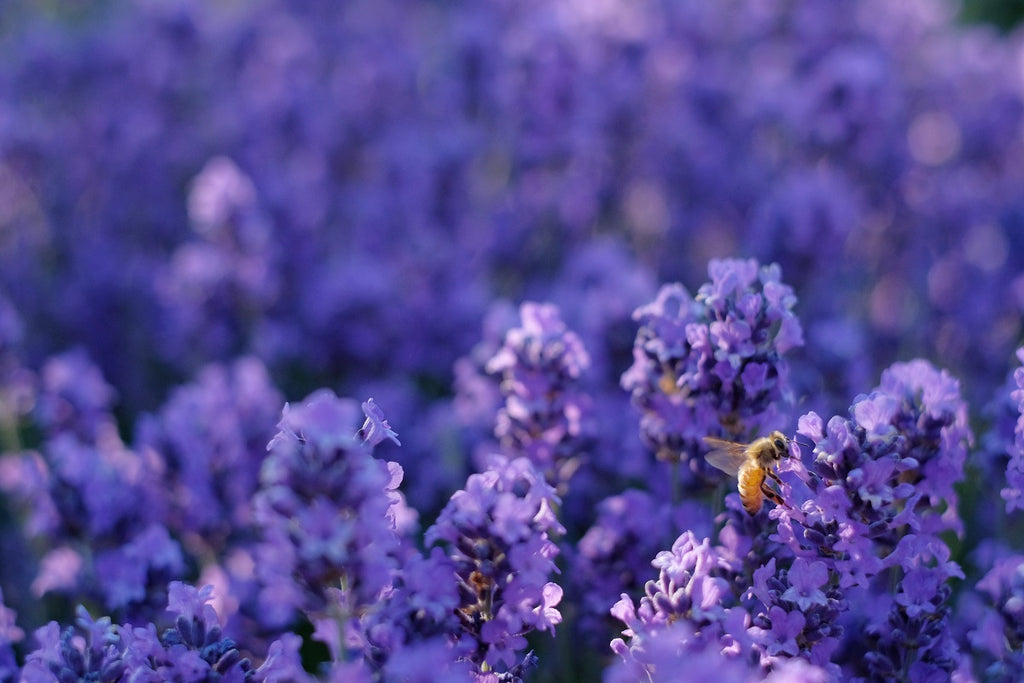 Growing Lavender in Scotland: What You Need to Know