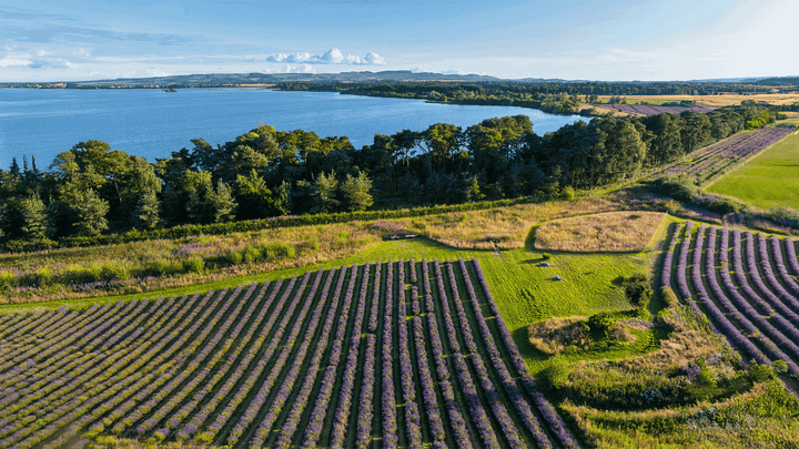 Lavender Farm