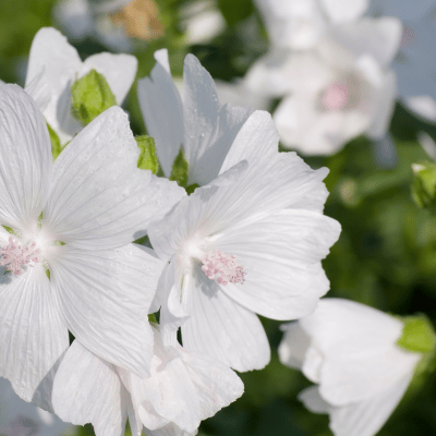 White Musk