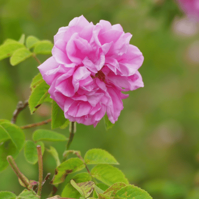 May Rose