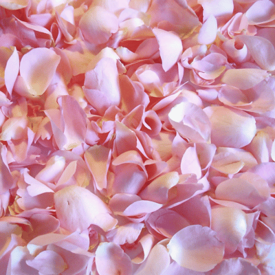 Rose Petal