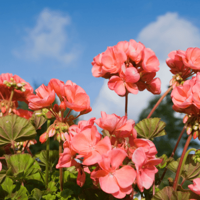 Geranium