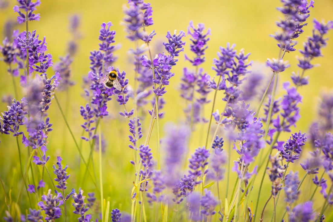 Private Evening in the Lavender Fields