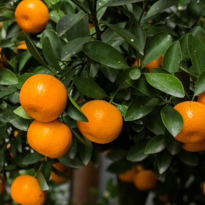 Mandarin