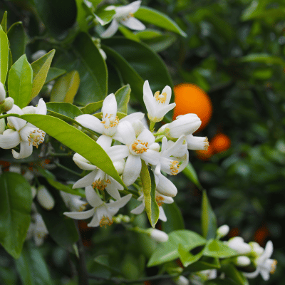 Neroli