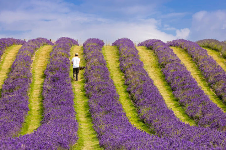 Scottish Lavender - Kenny Lam