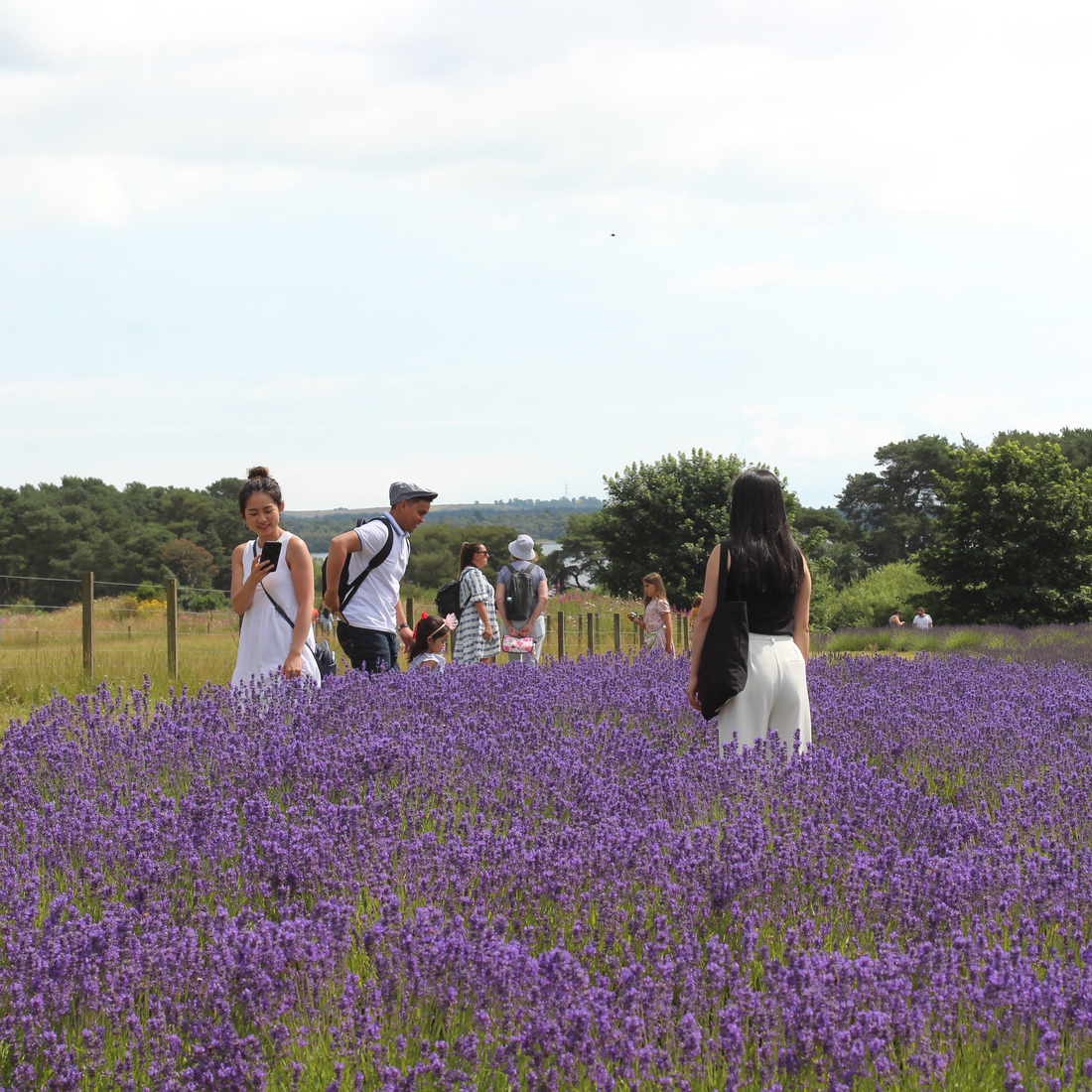 Pre-Book Entry to the Lavender Fields & Guided Tour