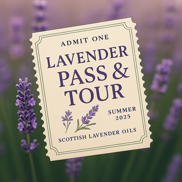 Lavender Farm Open Day